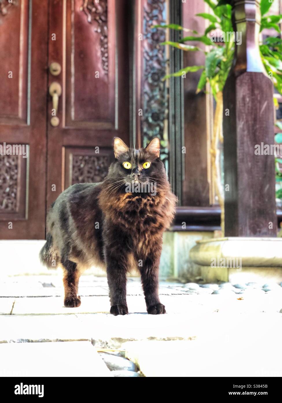 Porte ornée de garde noire pour chats Banque D'Images