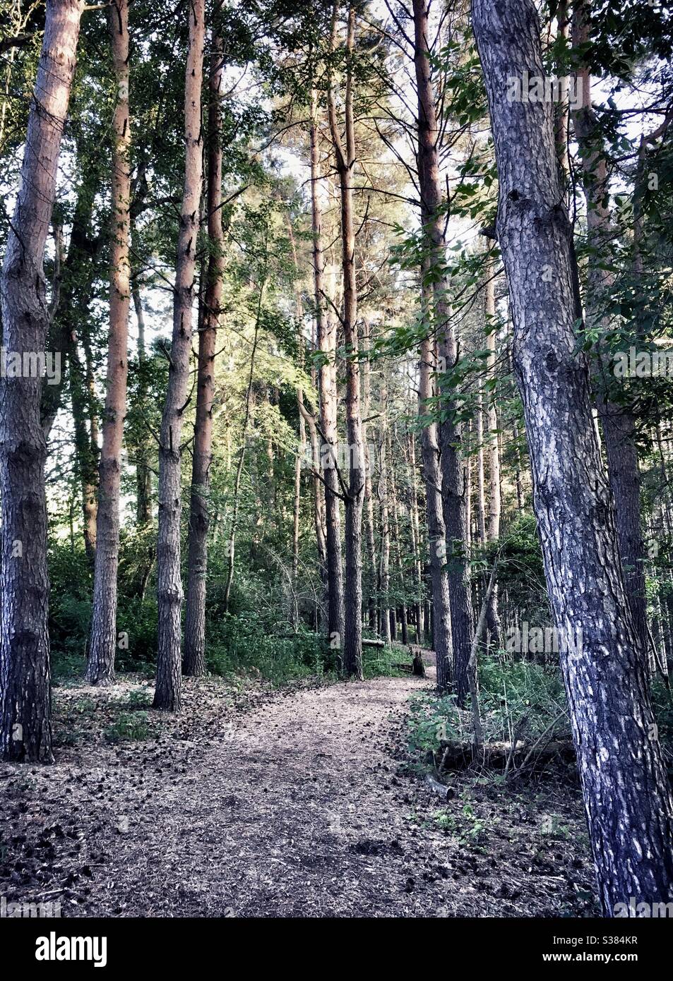 Sentier boisé dans une forêt du Wisconsin Banque D'Images