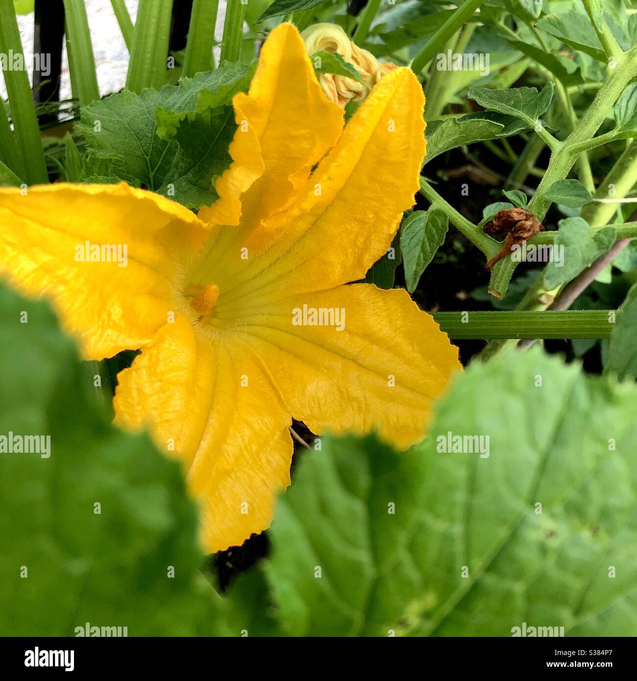 Fleurs de courgettes ouvertes surgarrées de feuilles dans le jardin à la maison Banque D'Images