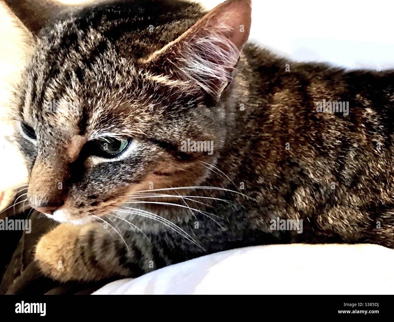 Portrait de beau chat tabby brun avec les yeux verts magnifiques, sauvé comme petit chaton plus tard a été piqué, a vérifié et maintenant un bel animal de compagnie intérieur, domestique ou américain shorthair Banque D'Images