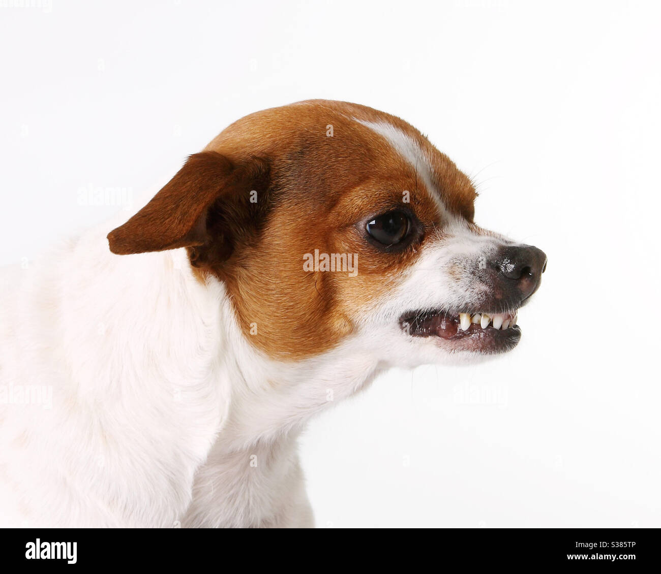 Chihuahua Dog Angry Banque D Image Et Photos Alamy