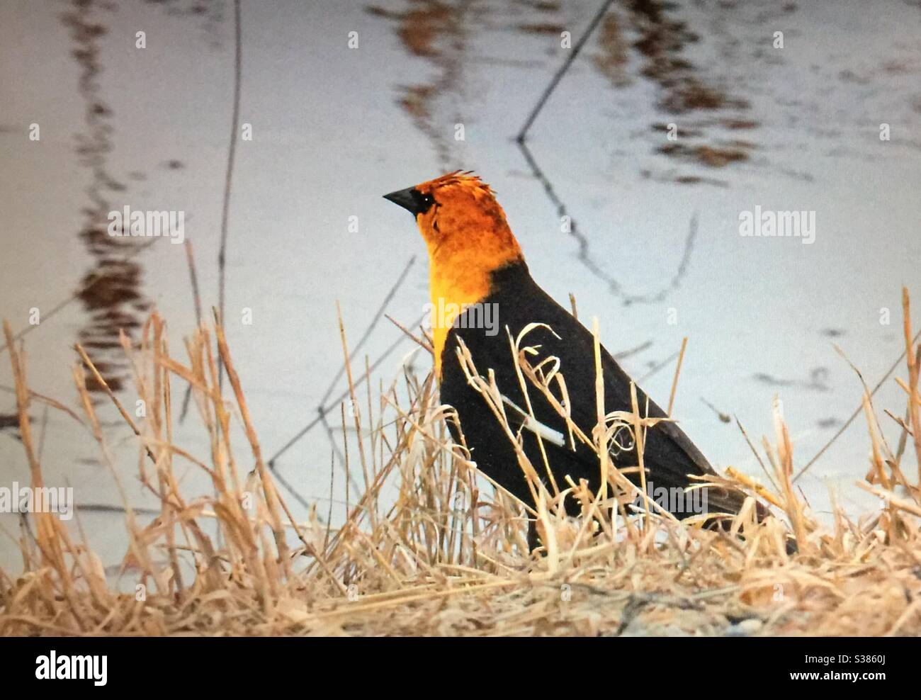 oiseau noir à tête jaune , oiseaux nord-américains, oiseaux d'Amérique du Nord, jaune, faune, oiseau, mouche, flétrissure, Banque D'Images oiseau noir à tête jaune , oiseaux nord-américains, oiseaux d'Amérique du Nord, jaune, faune, oiseau, mouche, flétrissure, Banque D'Images