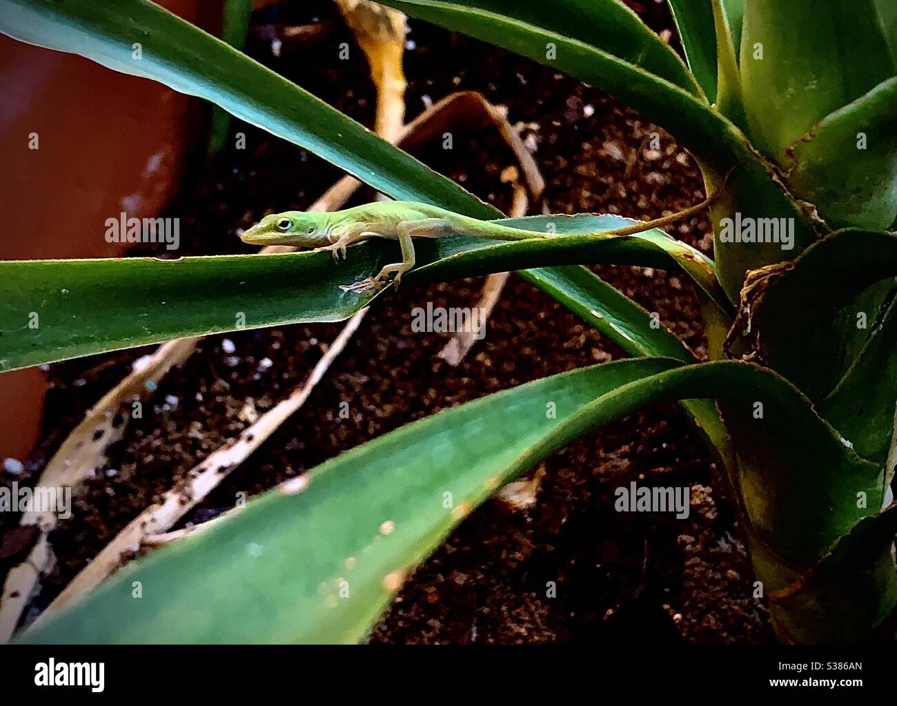 Un petit lézard vert anole pèse la feuille de forme de pale d'une plante yucca en pot Banque D'Images