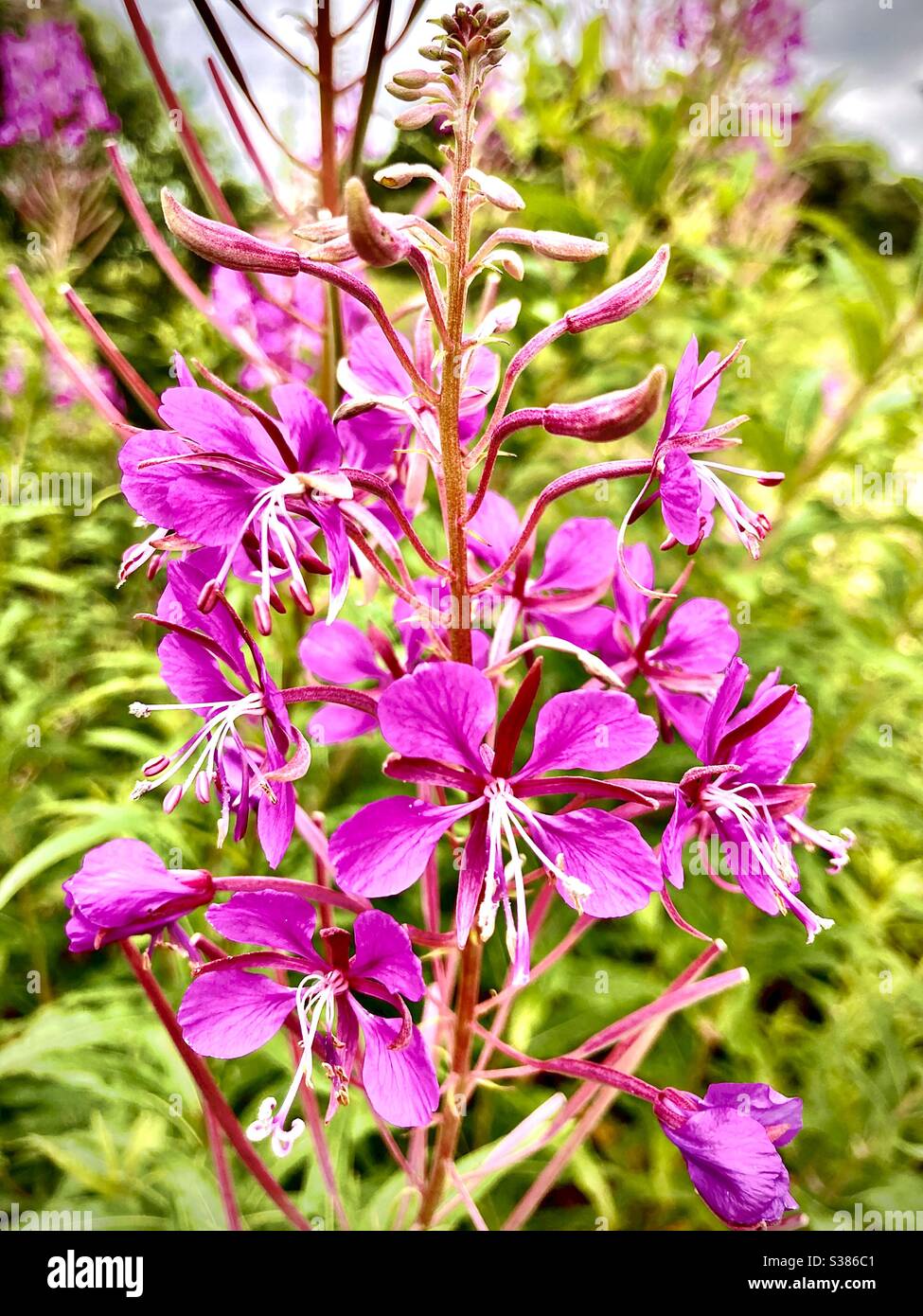 Fuchsia vibrant Banque D'Images