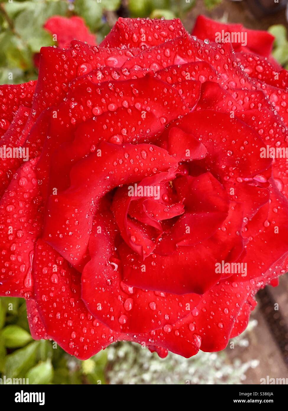 Les gouttes de pluie sur les Roses Banque D'Images