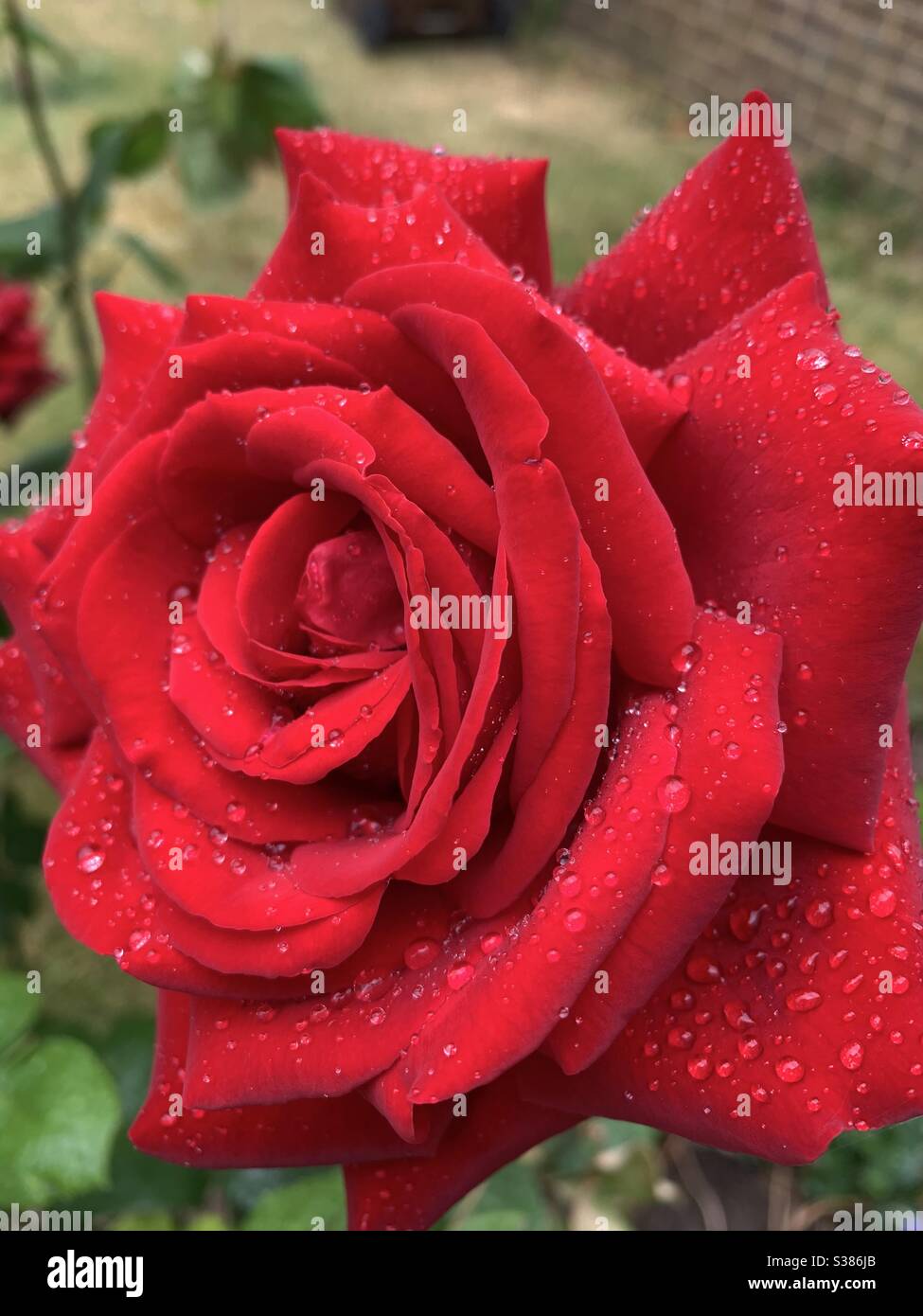 Rose rouge - Image de stock capturée avec un smartphone