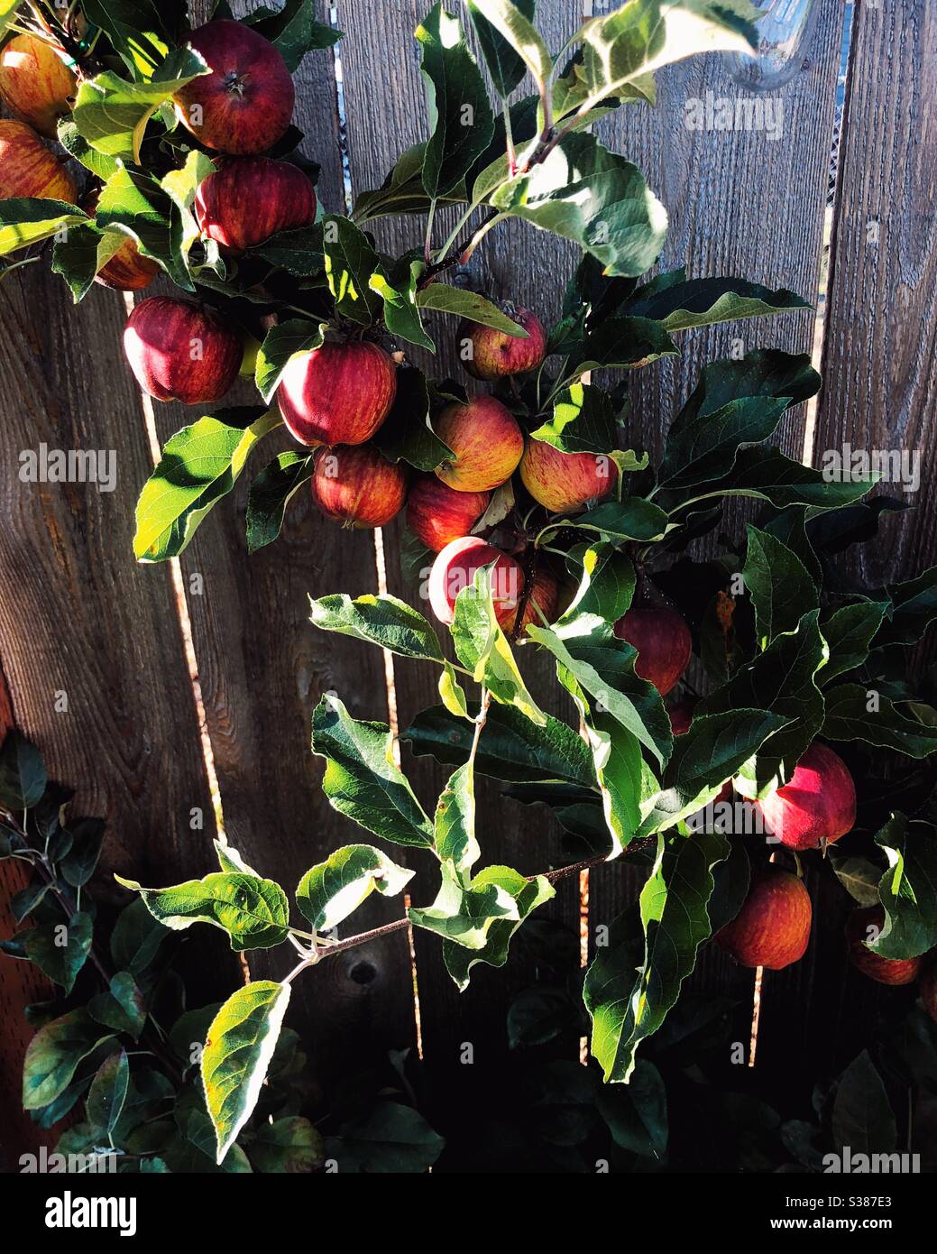 Apple Harvest est bientôt disponible Banque D'Images Apple Harvest est bientôt disponible Banque D'Images