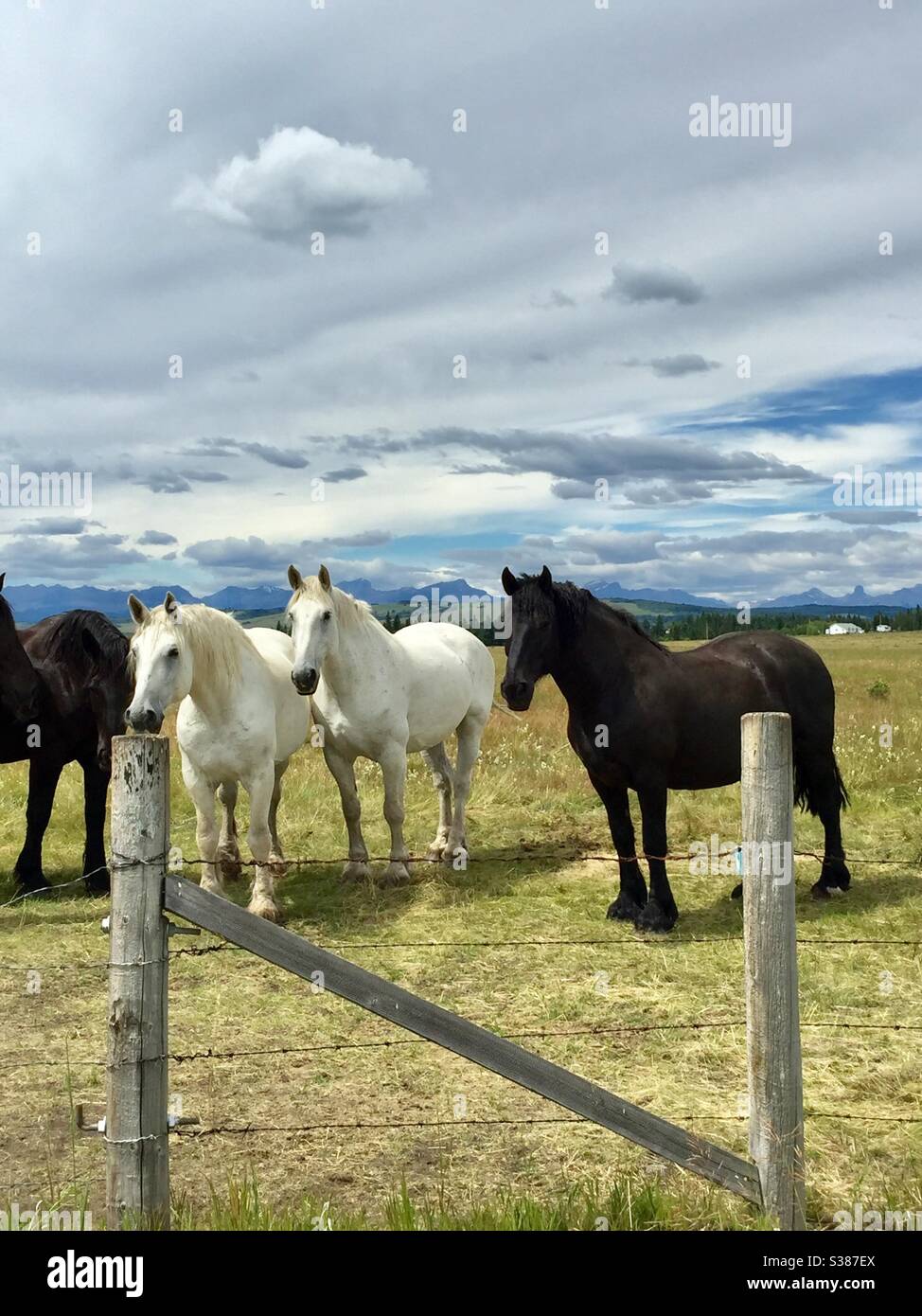 Quatre , chevaux Percheron, pâturage,contreforts, Rocheuses canadiennes , montagnes, pâturage, alimentation , Banque D'Images