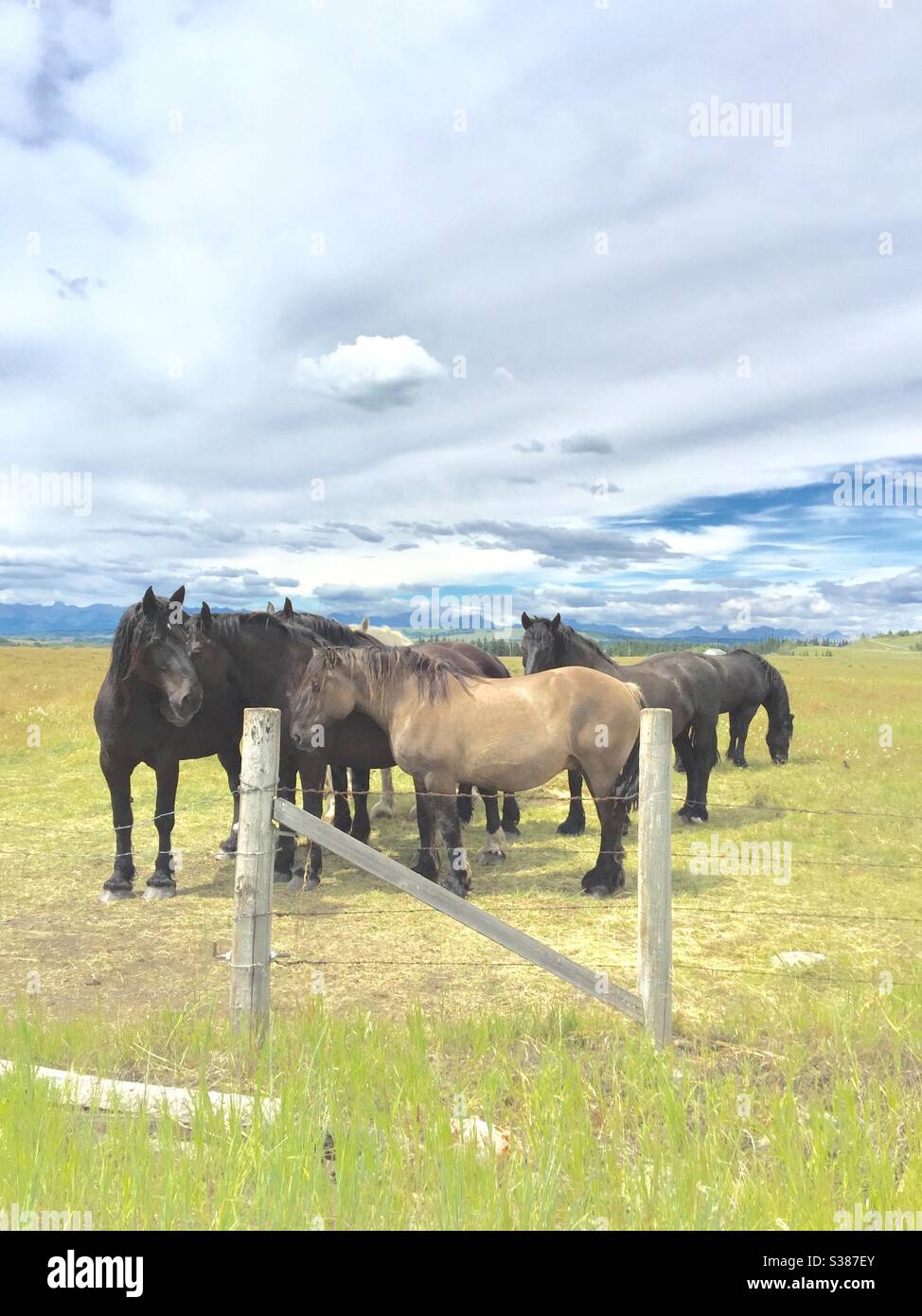 Chevaux Percheron, troupeau, chevaux de trait, chevaux lourds, contreforts, Rocheuses canadiennes, pâturage, fourrailler Banque D'Images