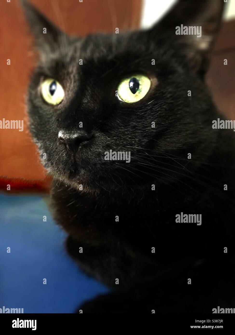 Portrait du beau chat Bombay avec les yeux verts magnifiques, sauvé comme un petit chaton, femelle complètement vetté, qui vit maintenant comme compagnon intérieur domestique ou américain chat noir shorthair Banque D'Images