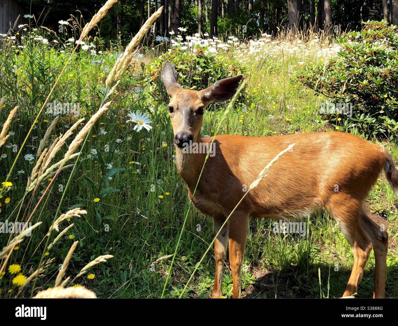 Un cerf dans un champ de mauvaises herbes et de fleurs sauvages. Banque D'Images