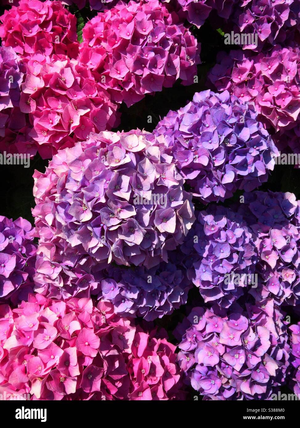 Têtes de fleurs d'hortensia rose foncé et violet Banque D'Images