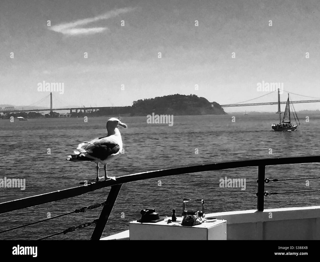 Mouette sur un bateau en face d'Alcatraz Banque D'Images