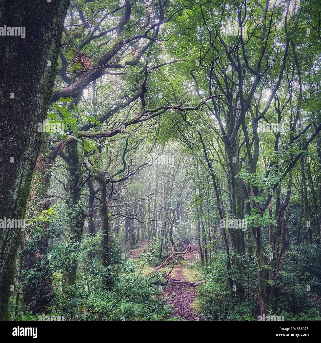 Scène des bois à Rivington dans le Lancashire Banque D'Images