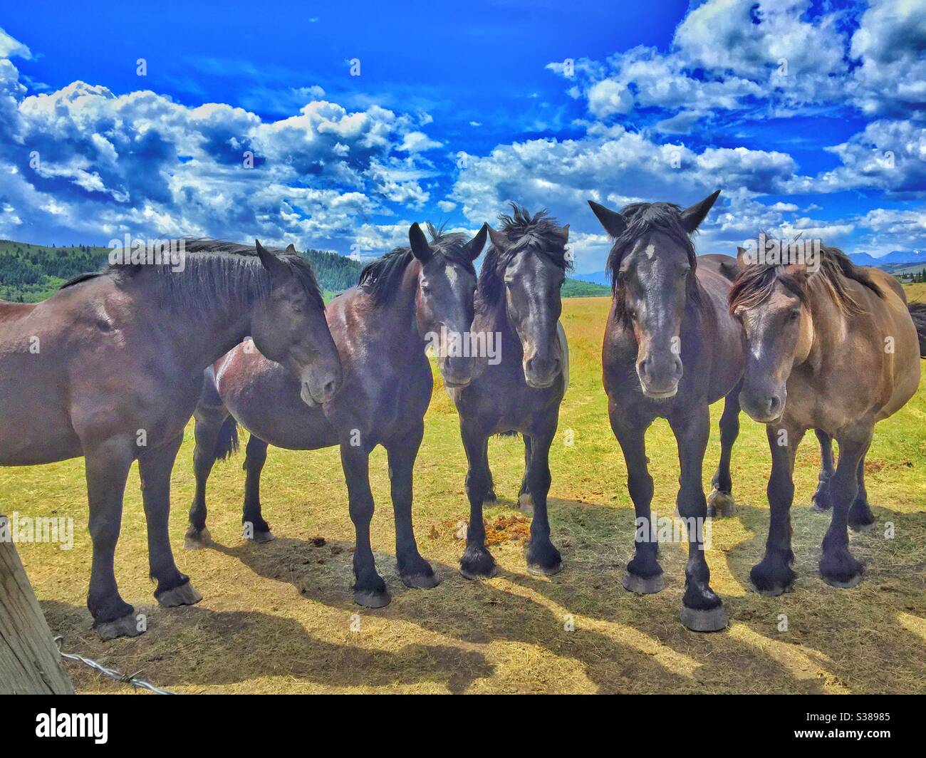 Cinq, chevaux Percheron, pâturage, contreforts, Rocheuses canadiennes, pâturage, alimentation, amis, Banque D'Images