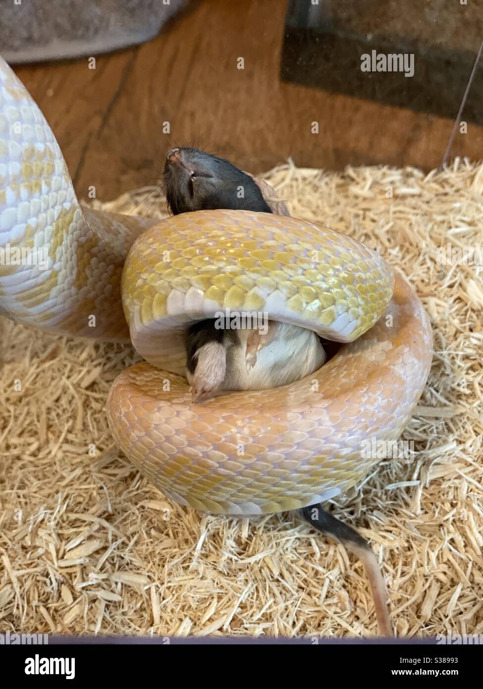 J'ai pris ceci de mon serpent mangeant une souris. C'est toujours  intéressant de voir cela. Je le nourrit congelé décongelé, ce qui signifie  que les souris sont humainement prétuées et congelées, de