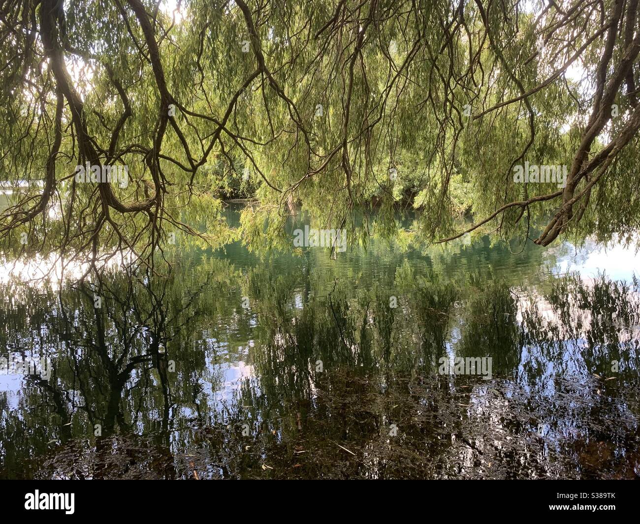 Delapre, Northants UK - 20 juillet 2020 : saule se reflète dans le lac de l'abbaye de Delapre. - Image de stock capturée avec un smartphone