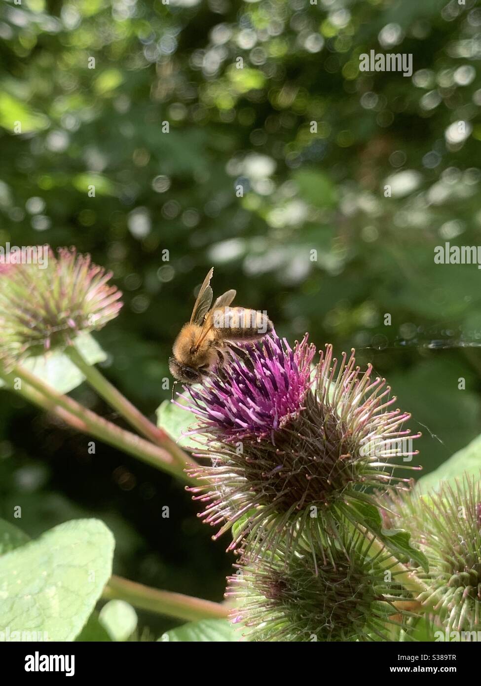 Delapre, Northants, Royaume-Uni - 20 juillet 2020 : petit terrier, une espèce de Marguerite, avec une abeille à bord. Également connu sous le nom de commun, bouton de coucou, bouton de souris et rhubarbe sauvage. Arctium moins. - Image de stock capturée avec un smartphone