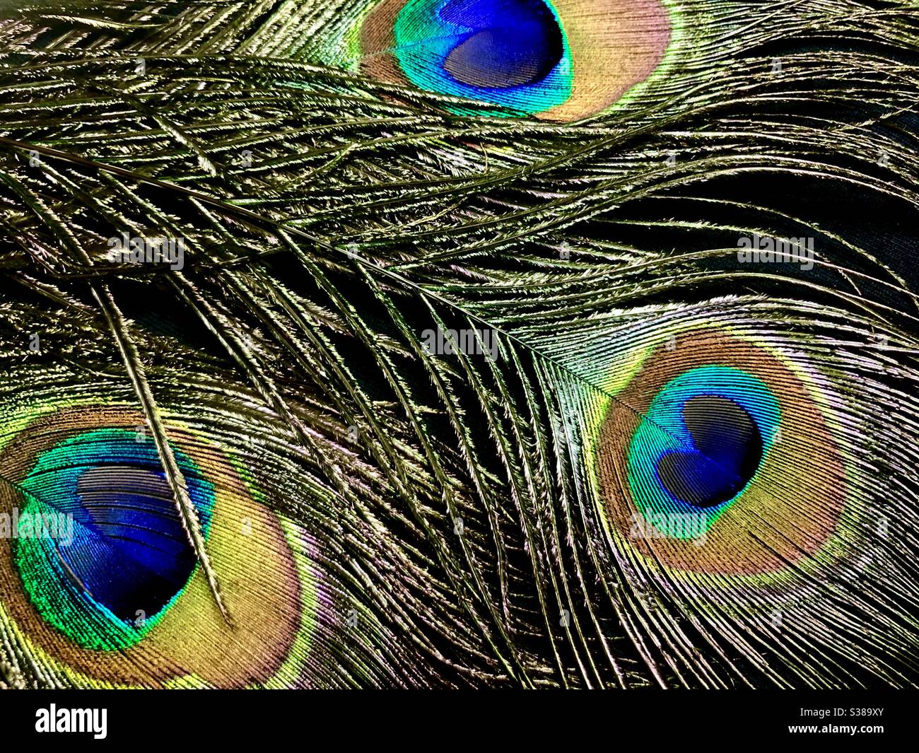 Les plumes de paon Banque D'Images