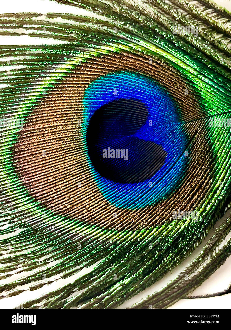 Gros plan d'une plume de paon sur fond blanc - Image de stock capturée avec un smartphone