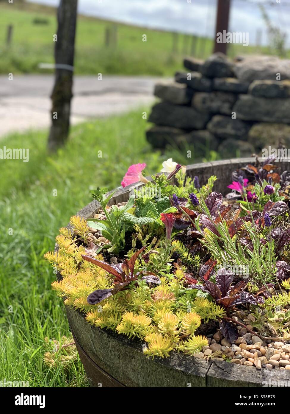 Gros plan sur un barillet de fleur Banque D'Images