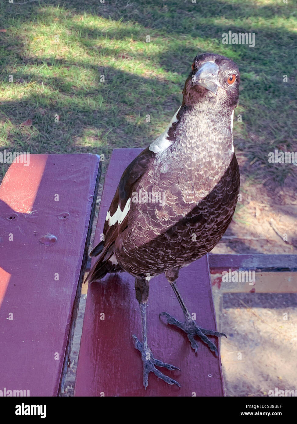 Magpie sur une table de pique-nique en bois - Image de stock capturée avec un smartphone