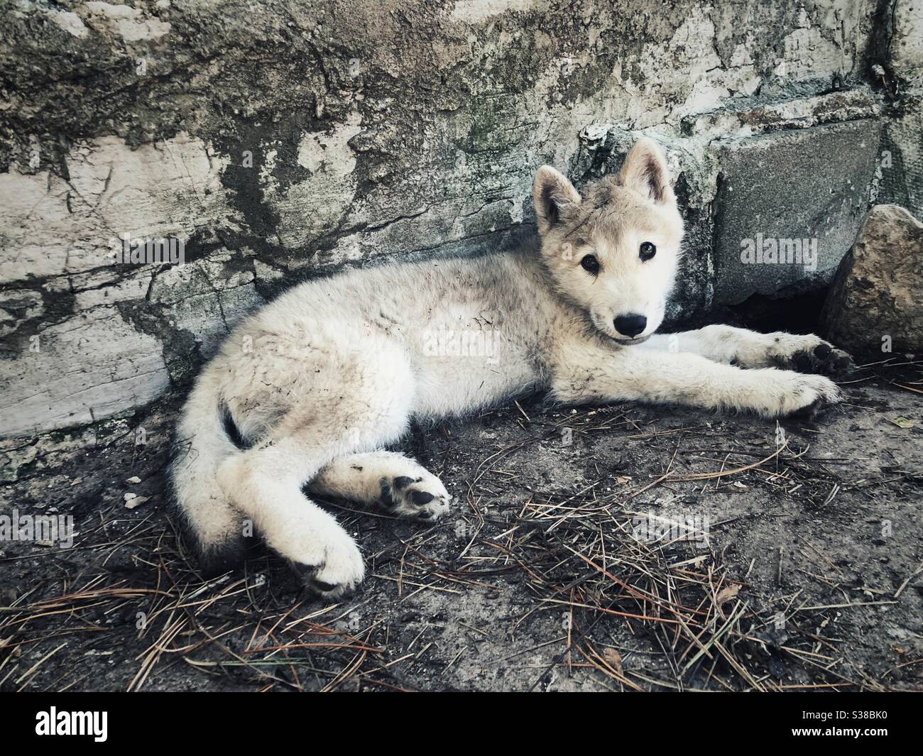 Chiot loup arctique posé sur le sol en regardant la caméra Banque D'Images