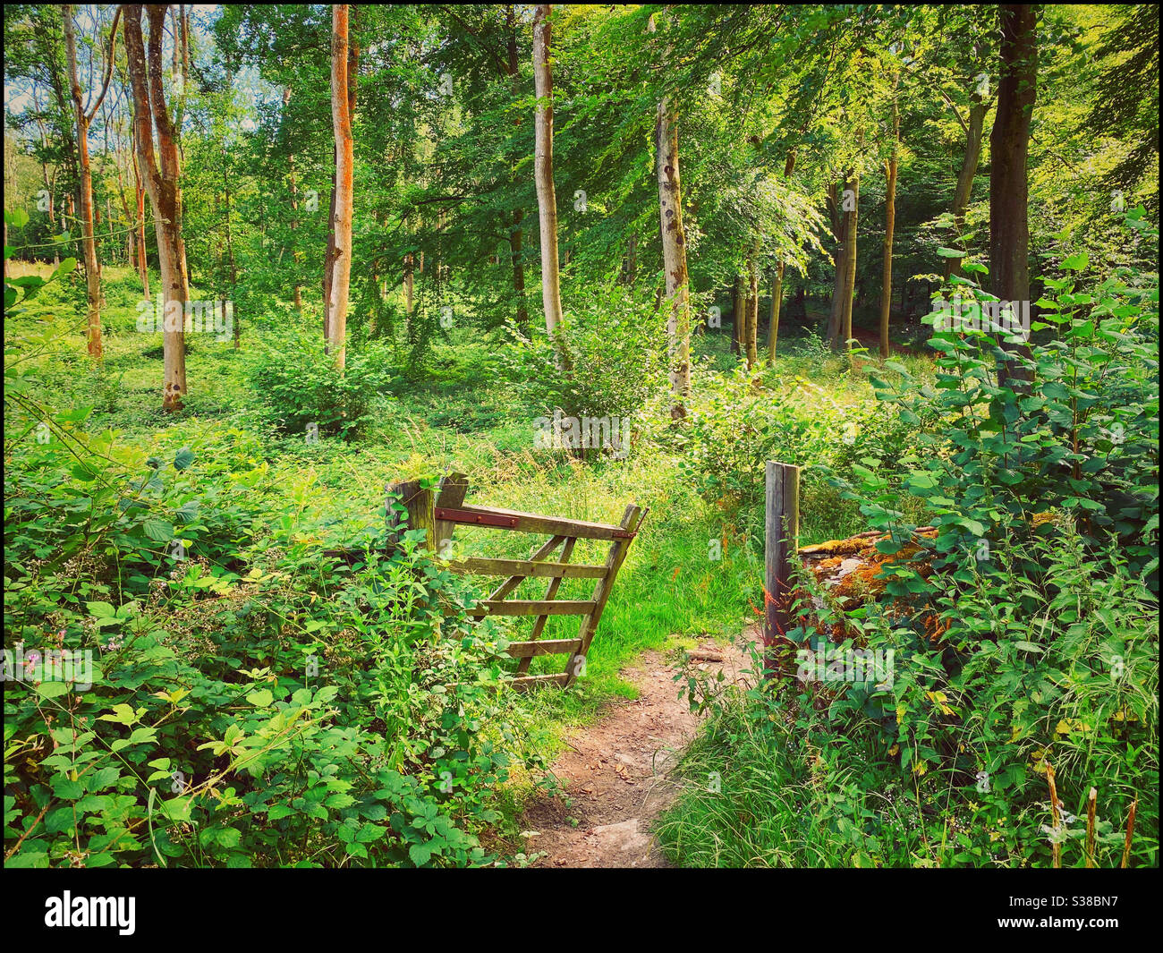 Une porte de chemin de pied brisé est ouverte et permet aux randonneurs d'aller dans les bois et d'explorer la beauté d'un boisé d'été britannique. Photo ©️ COLIN HOSKINS. - Image de stock capturée avec un smartphone