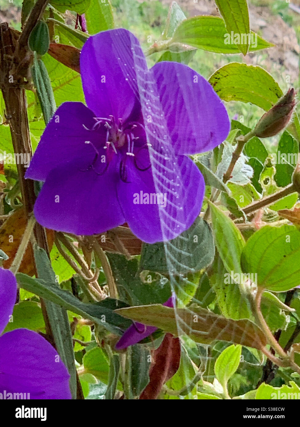 Treillis comme araignées web accrochée comme un filet à l'avant D'une fleur pourpre de Tibouchina Banque D'Images