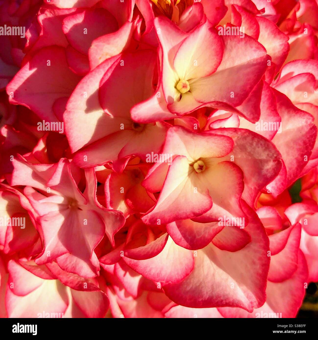 Gros plan d'une fleur rose et rouge d'une hortensia en été Banque D'Images
