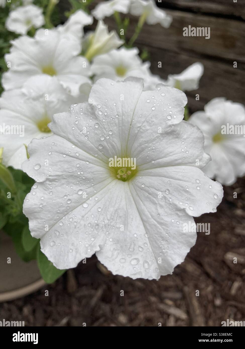 Gouttes de pluie sur la fleur blanche de pétunia Banque D'Images