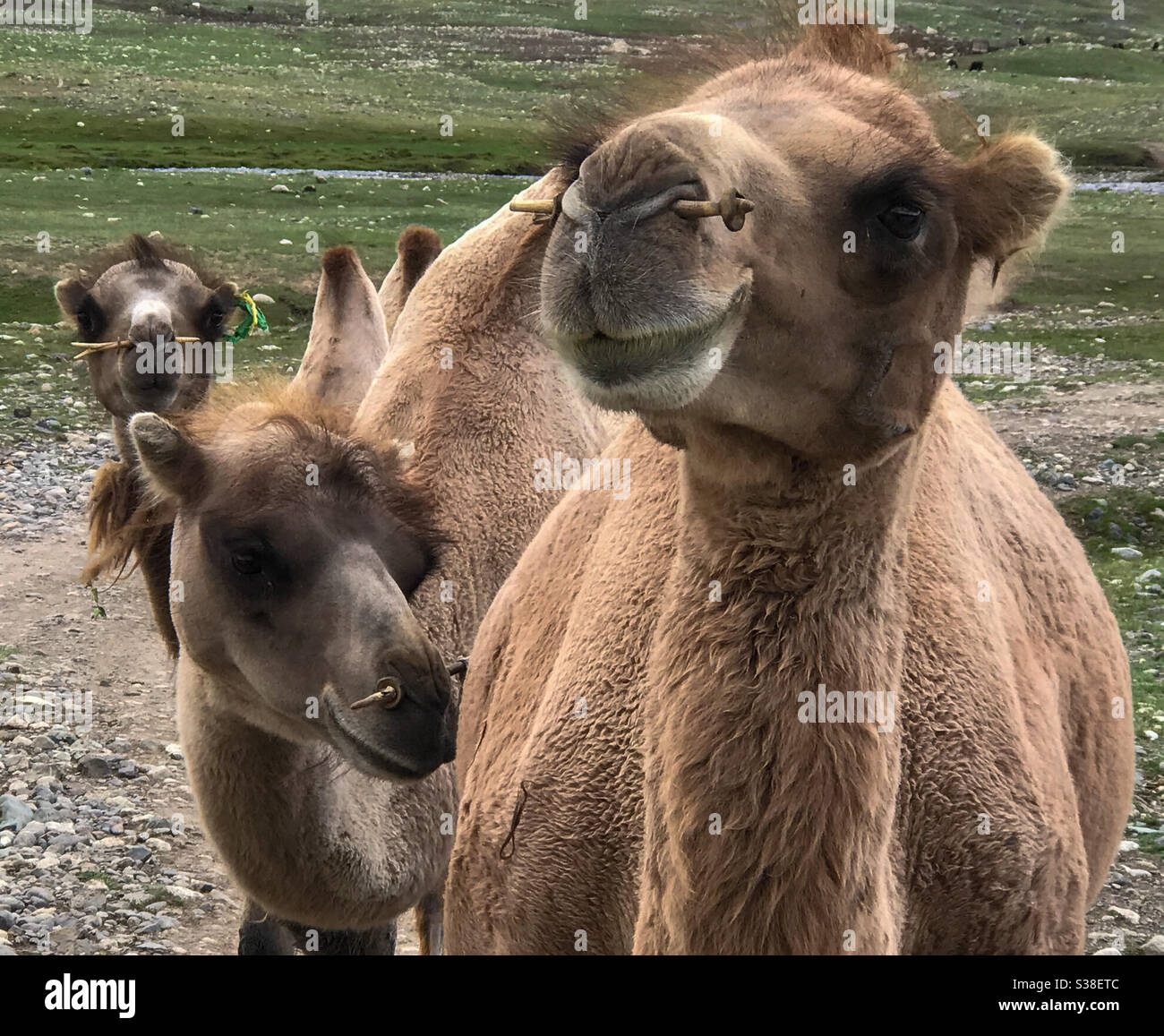 Train à dos de chameau. Trois chameaux de Bactrian apparemment souriants en Mongolie. Banque D'Images