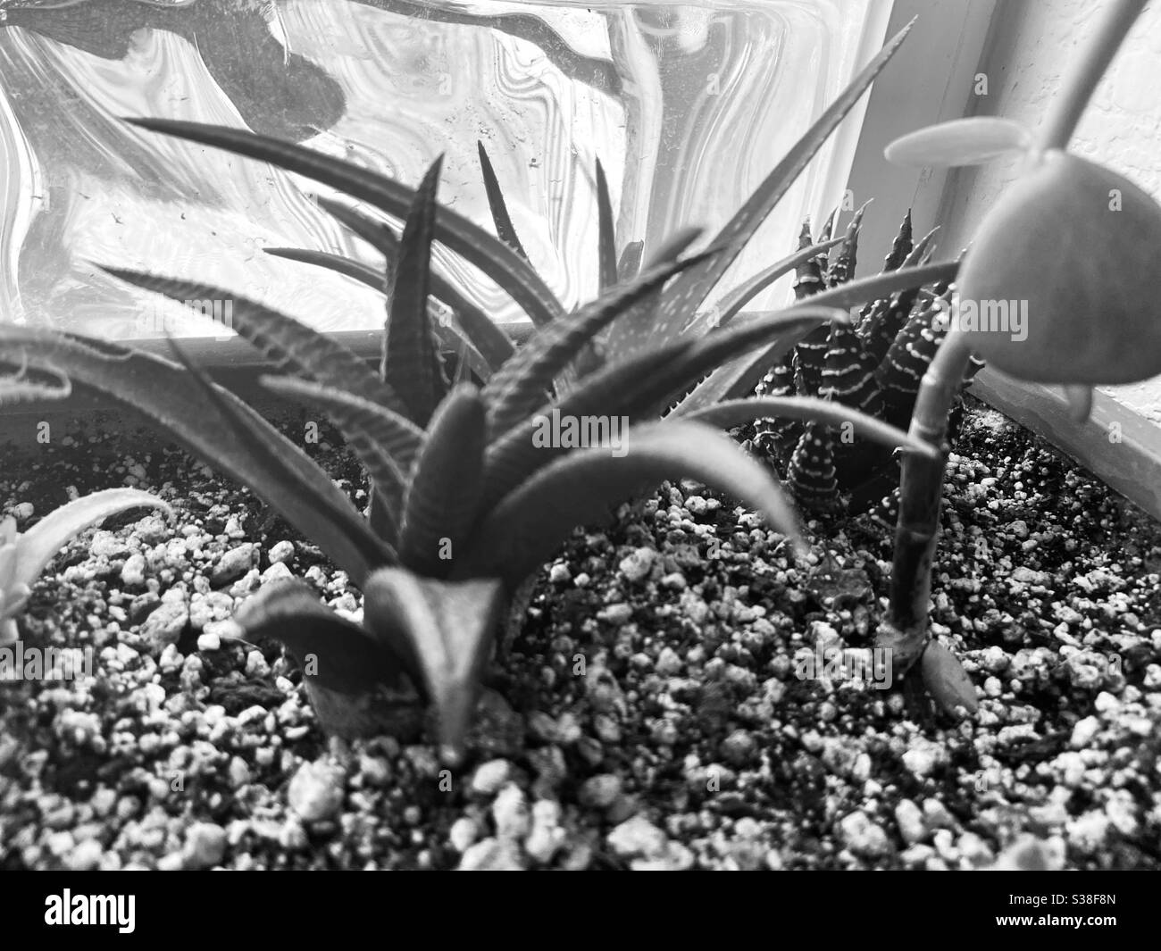 Plantes succulentes dans le planteur prises comme une image noir et blanc. Banque D'Images