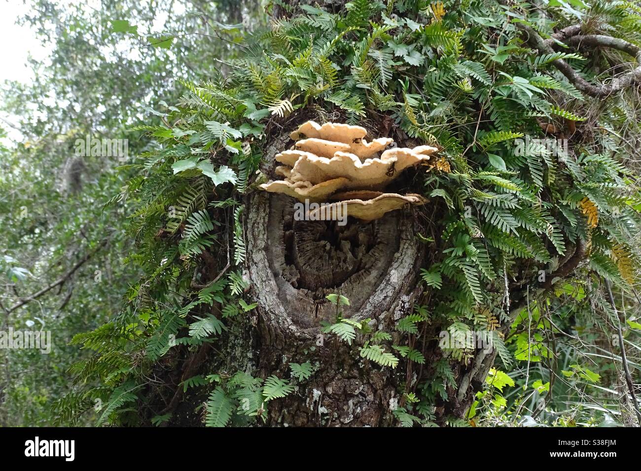 Champignons sur les arbres - Image de stock capturée avec un smartphone