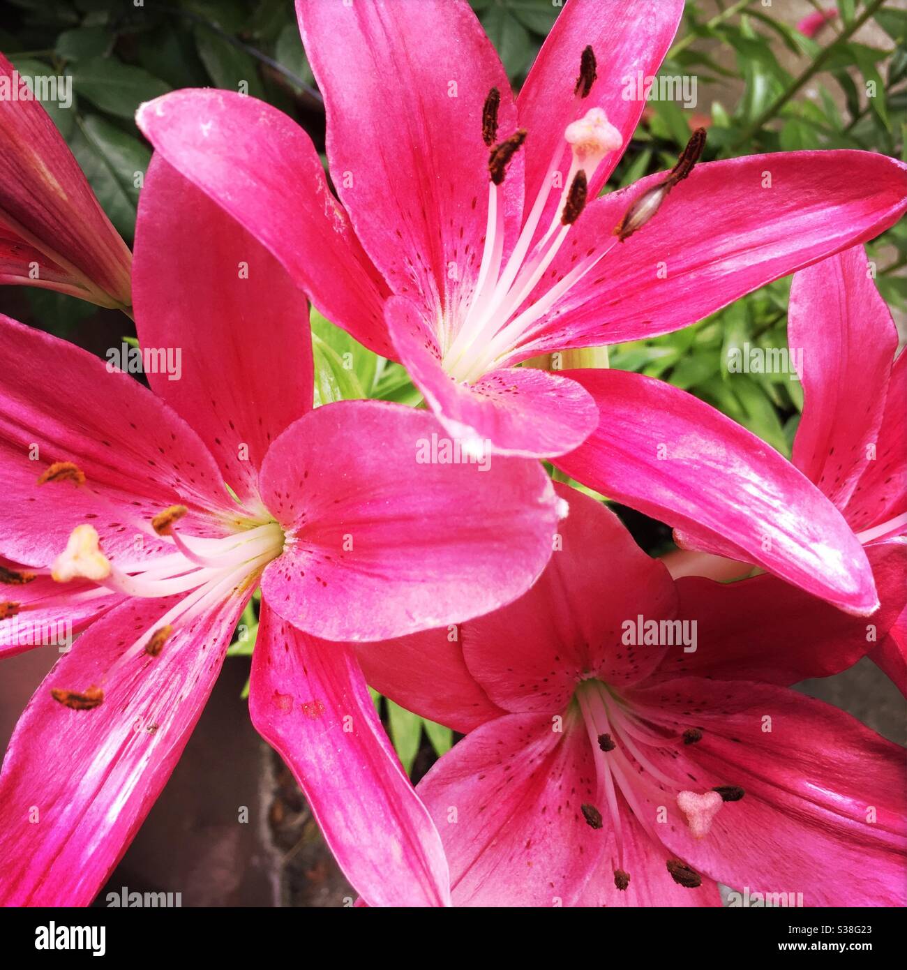 Fleurs de nénuphars rose vif. - Image de stock capturée avec un smartphone