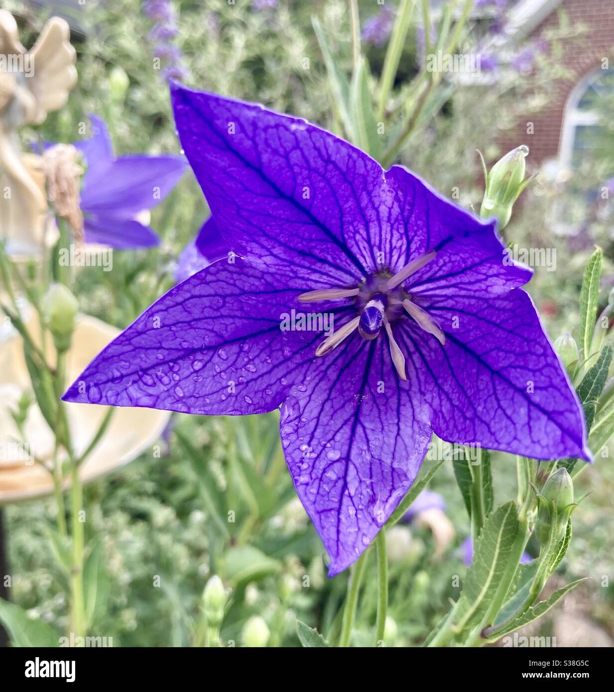 Gros plan sur la fleur du ballon Banque D'Images