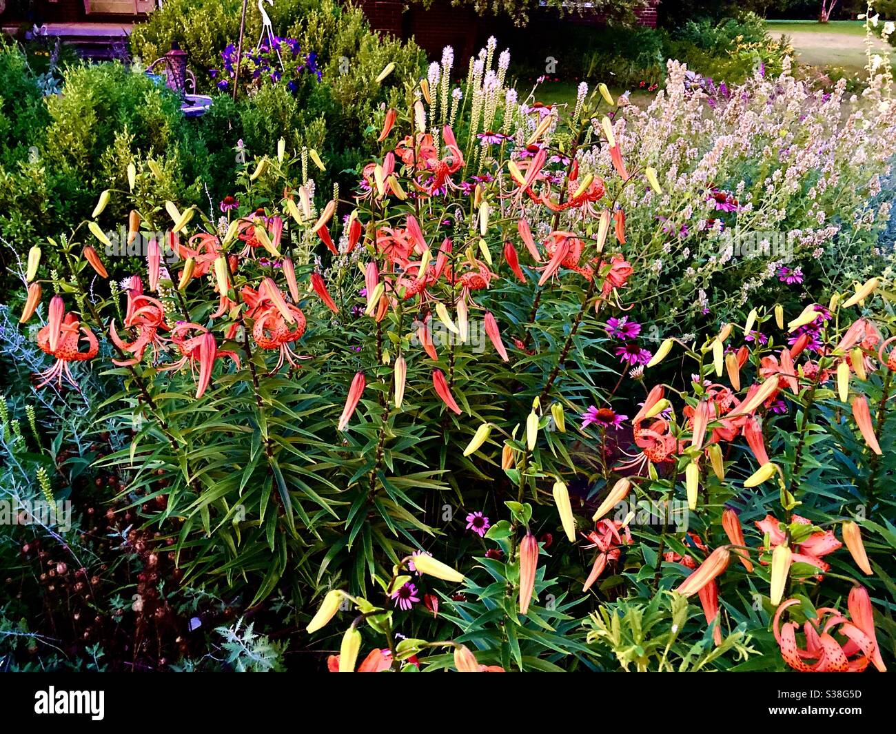 Lilas tigrées et liatris Banque D'Images