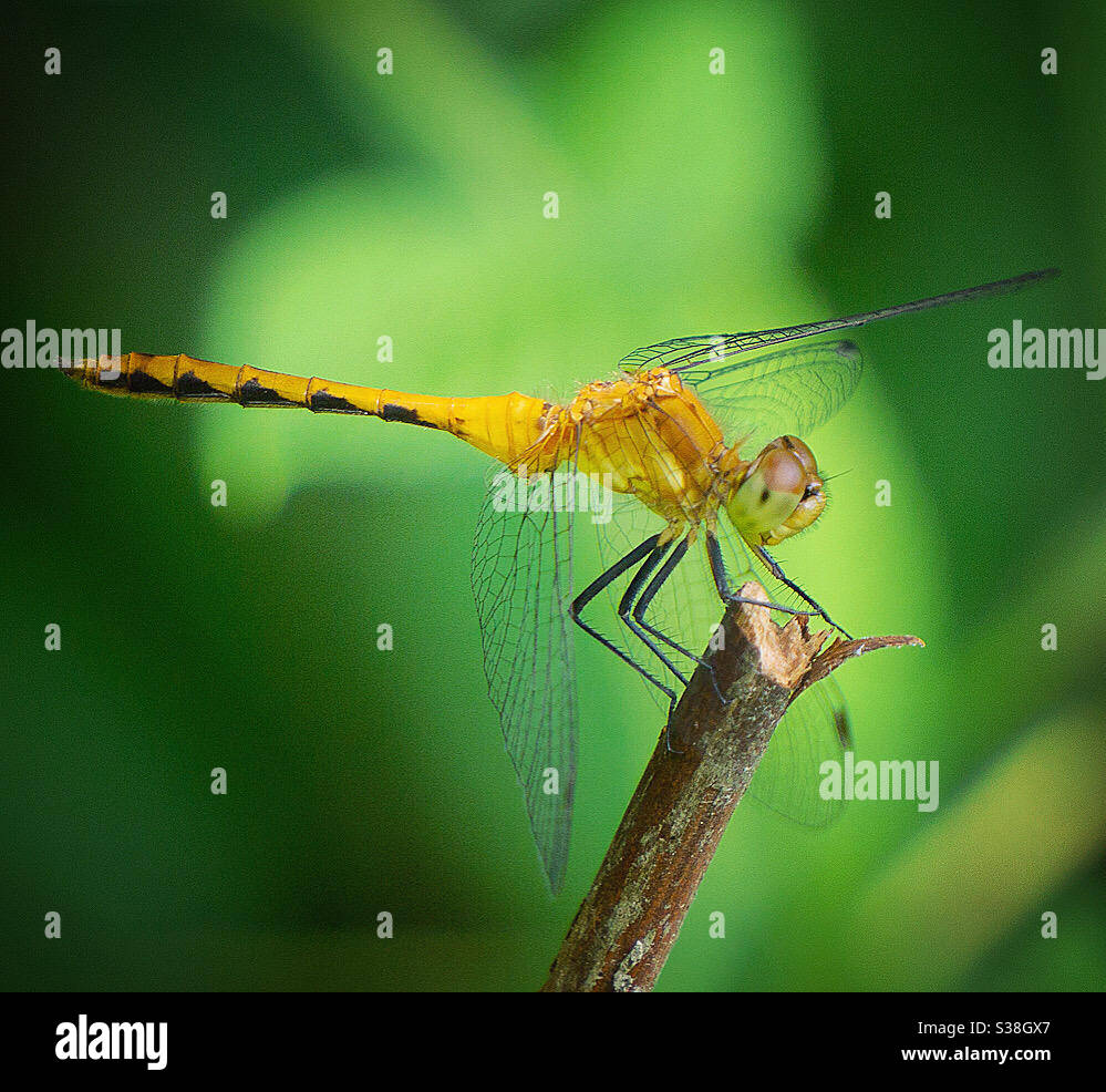 Libellule rubis meadowhawk femelle Banque D'Images