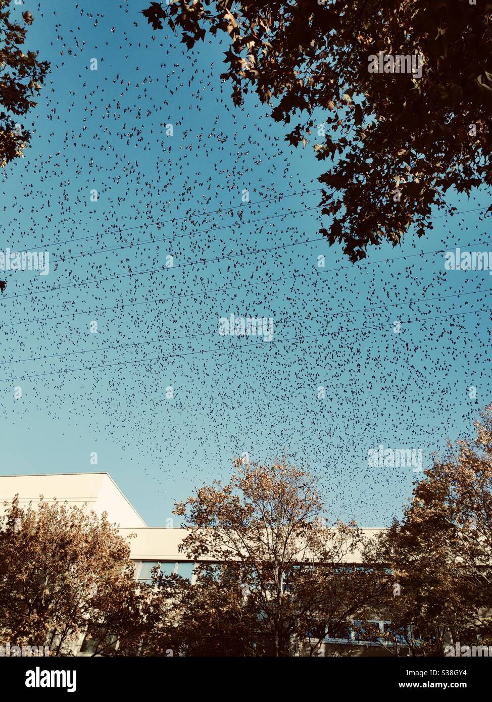 Rassemblement de masse d'oiseaux en automne en Allemagne Banque D'Images