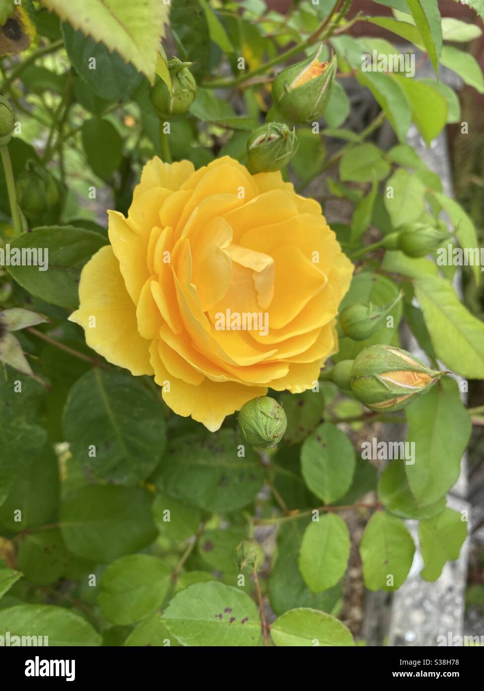 Vague d'été de cette glorieuse rose jaune de notre jardin, à Devon, Royaume-Uni. Banque D'Images