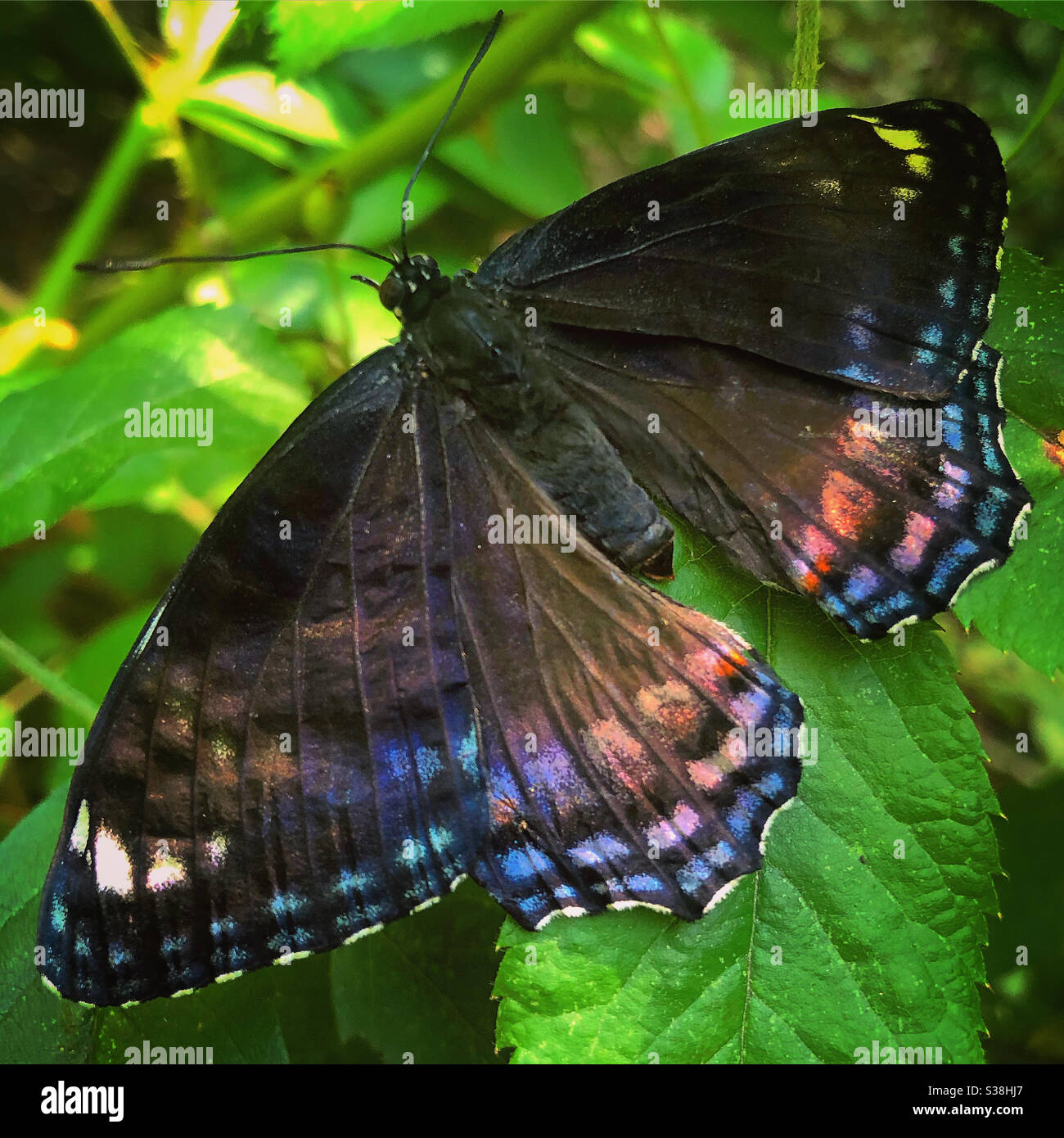 Amiral à pois rouges (Vanessa Atalanta) Banque D'Images