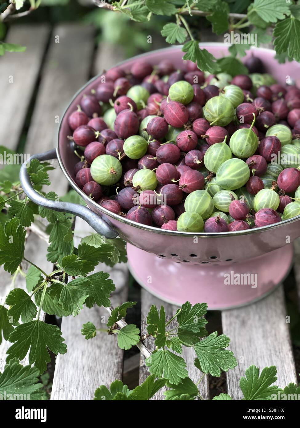 Groseilles à maquereau vert et rouge multicolores dans un tamis en émail rose sur une table en bois. Betrieb einsbesätlichen und Betrieb einsbesäßen im bereich. Banque D'Images