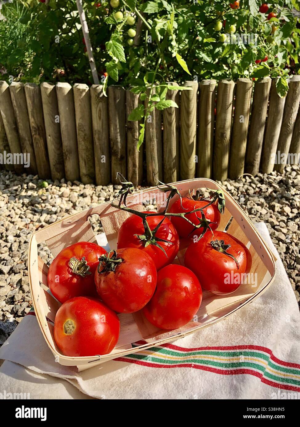 Tomates rouges fraîchement cueillies cultivées dans le jardin. - Image de stock capturée avec un smartphone