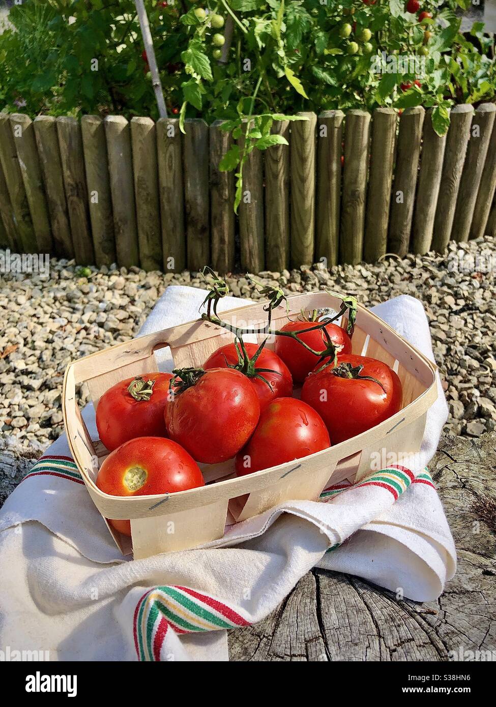 Tomates rouges mûres fraîchement cueillies sur la parcelle de légumes. - Image de stock capturée avec un smartphone