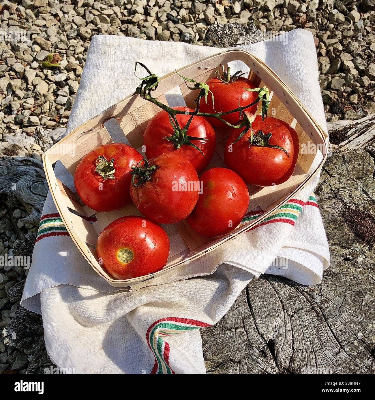 Panier de tomates rouges mûres fraîches piquées de la parcelle de légumes du jardin. - Image de stock capturée avec un smartphone