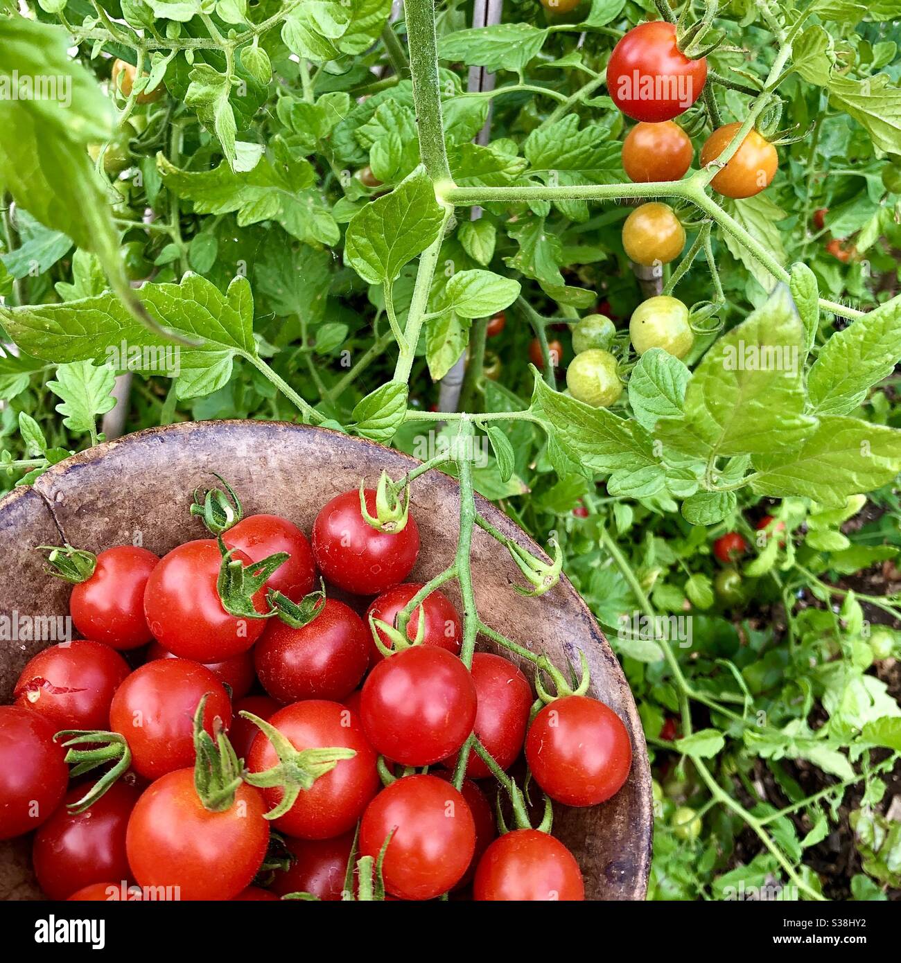 Plat de tomates cerises mûres fraîchement cueillies provenant d'une vigne de jardin. - Image de stock capturée avec un smartphone