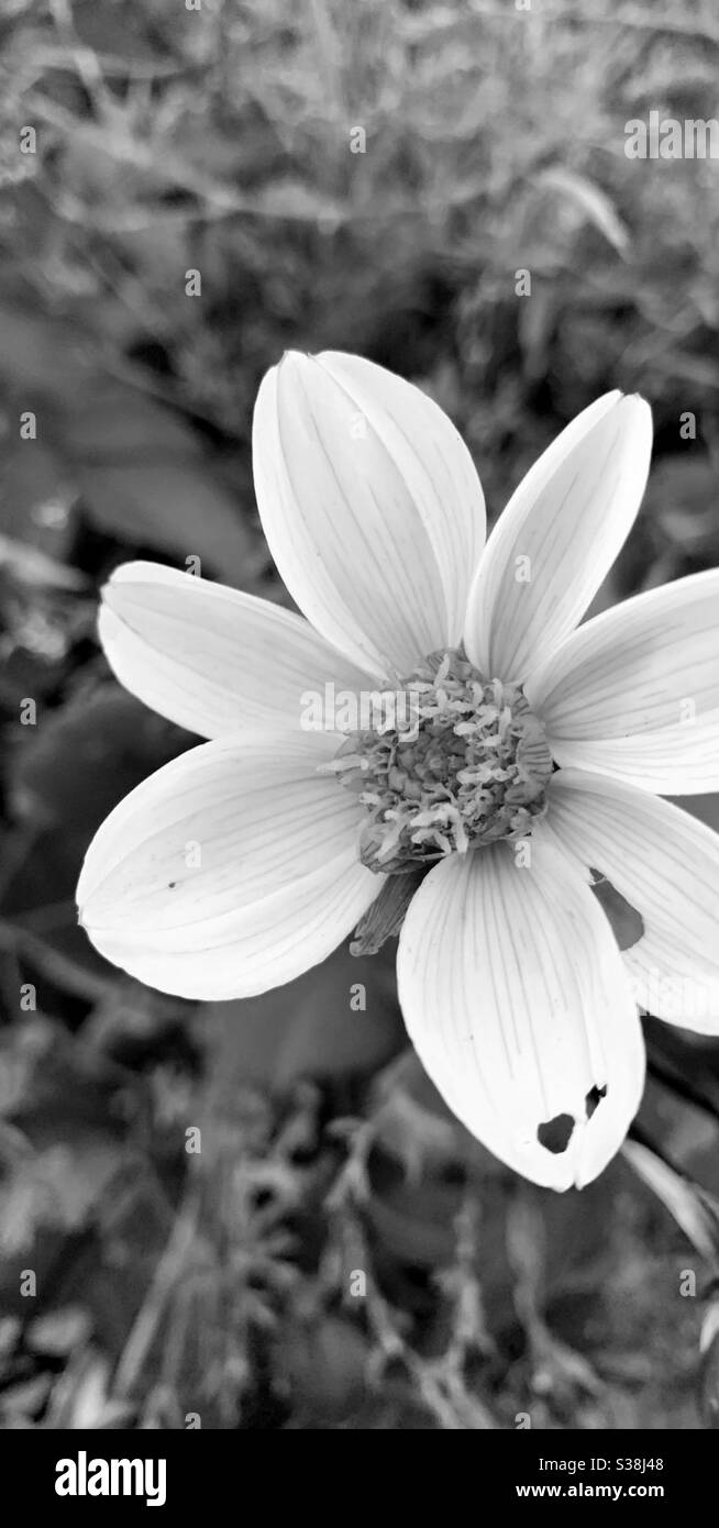 Fleur noir et blanc Photo Stock - Alamy