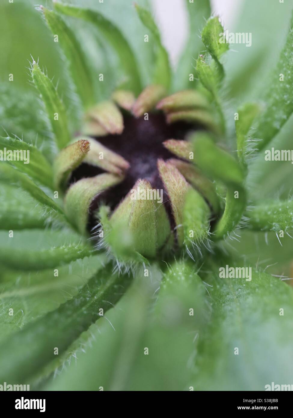 Sneezeweed sur le point de fleurir Banque D'Images