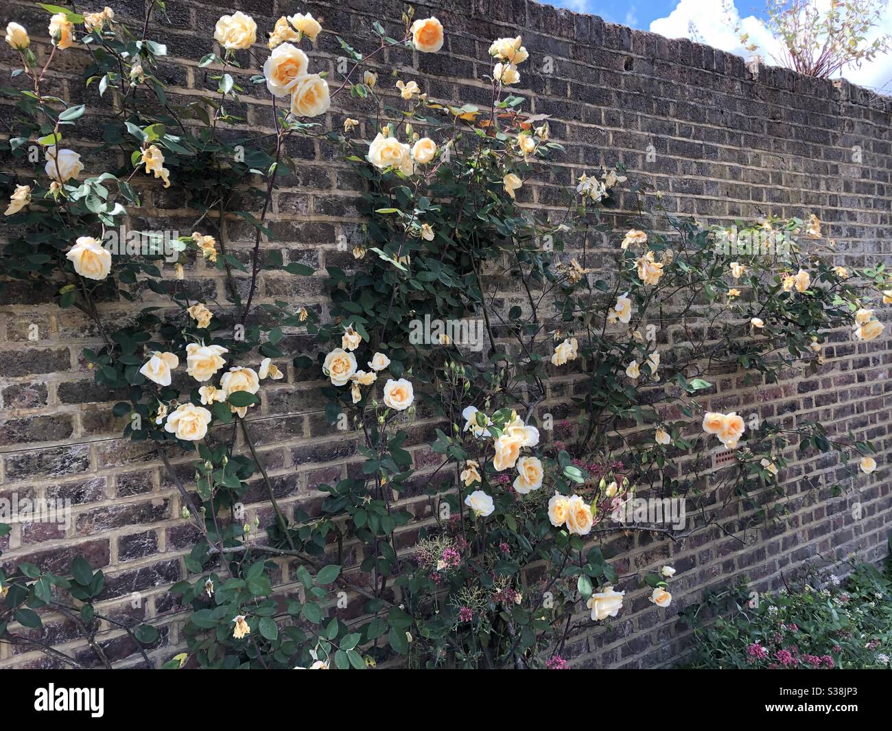 Fleurs de mur Banque D'Images