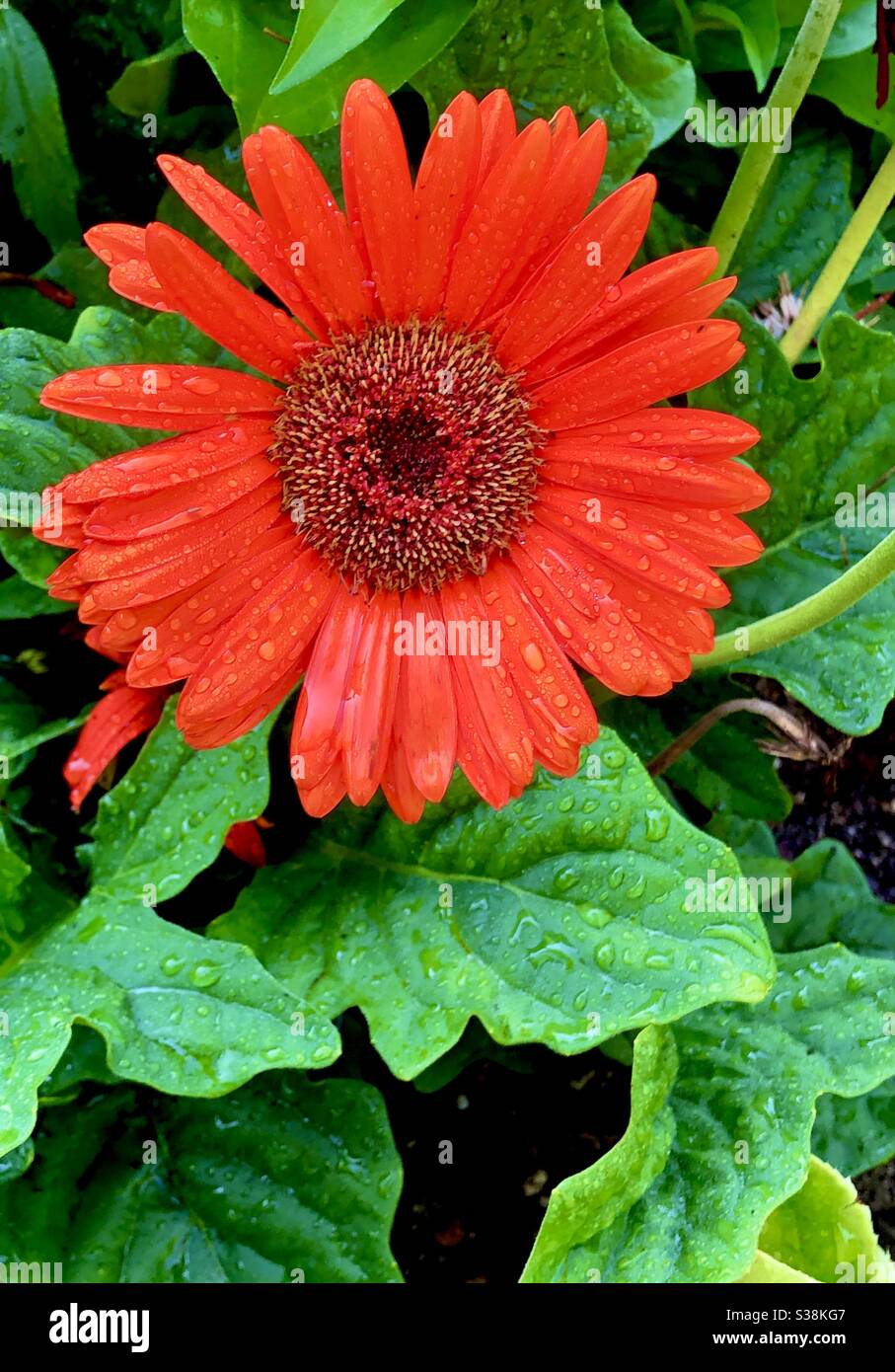 Gerber Daisy dans le jardin - Image de stock capturée avec un smartphone